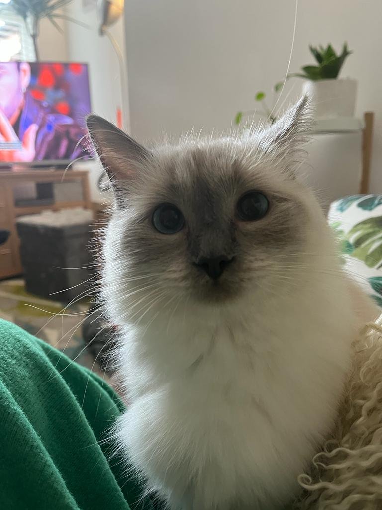 Holly Brockwell tweet media