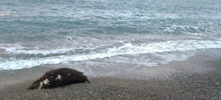 🔴Smentiamo la notizia secondo cui #Lavrov dopo un malore in spiaggia sia stato preso in carica dal nostro Servizio Territoriale. Non siamo forniti di Ospedali veterinari.