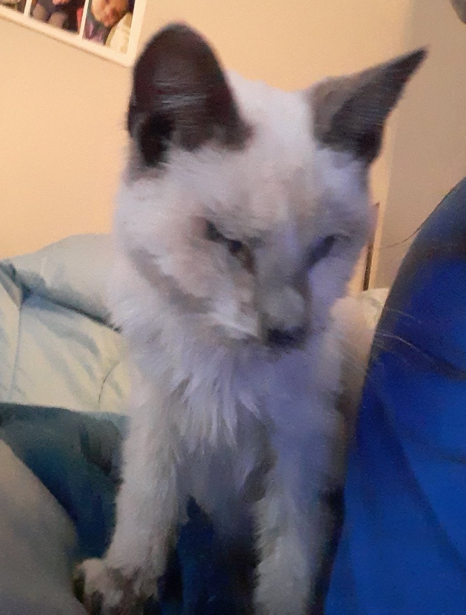 Lil_Sister_'s tweet photo. I am heartbroken. That little kitten died. I tried so hard to save it. If I had only found it sooner. 😭😭😭😭😭😭 #RIPBoo https://t.co/PSnlzd6Dpn