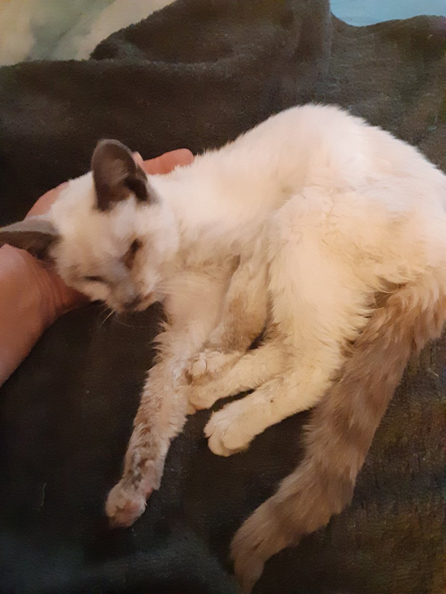 Lil_Sister_'s tweet photo. I am heartbroken. That little kitten died. I tried so hard to save it. If I had only found it sooner. 😭😭😭😭😭😭 #RIPBoo https://t.co/PSnlzd6Dpn