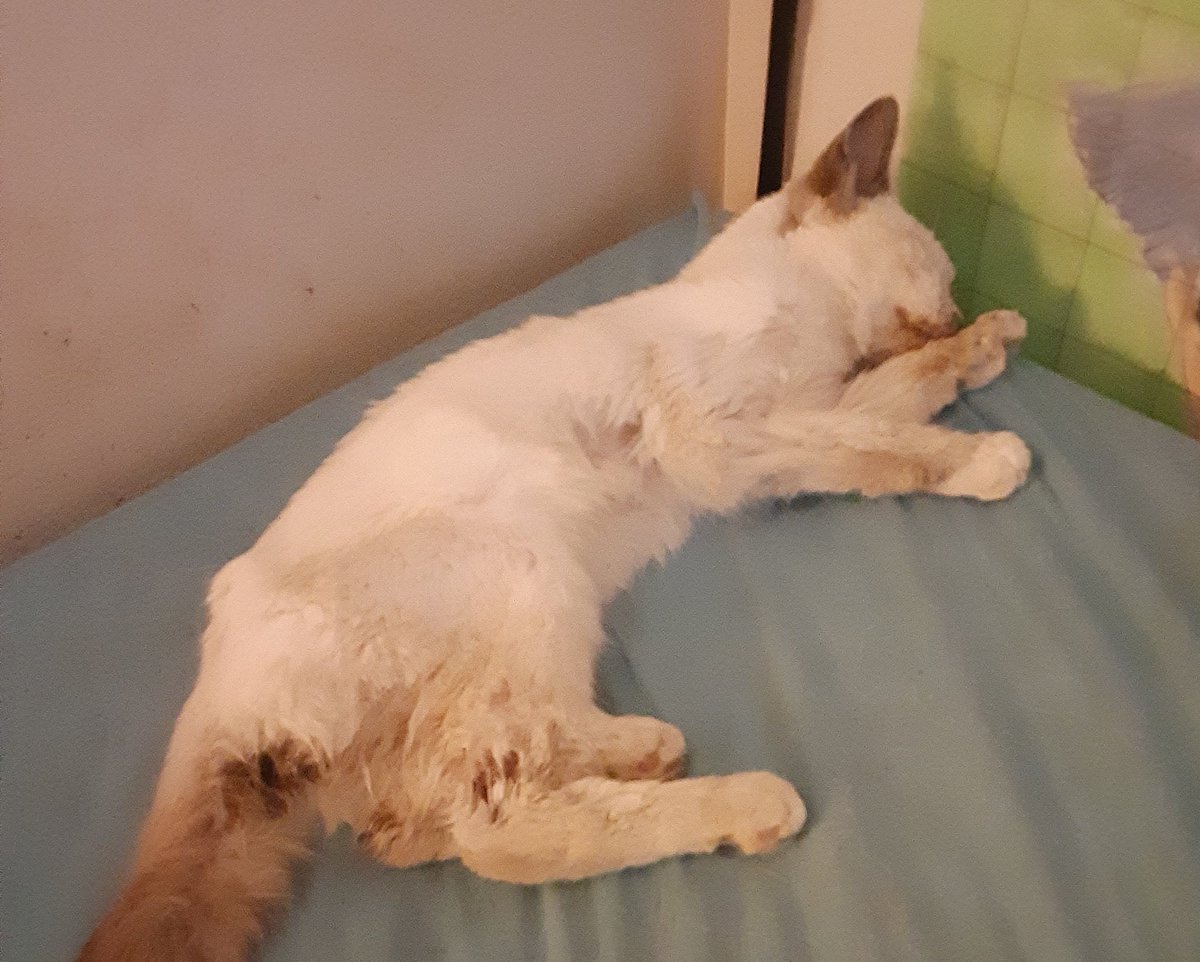 Lil_Sister_'s tweet photo. I am heartbroken. That little kitten died. I tried so hard to save it. If I had only found it sooner. 😭😭😭😭😭😭 #RIPBoo https://t.co/PSnlzd6Dpn