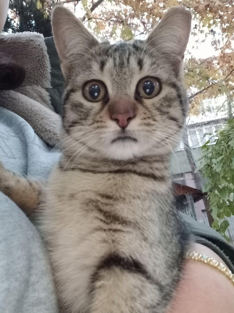 Sokakpatiisii's tweet photo. Doracığım❤️
Bu kıza uzun zamandır kaliteli bi yaş mama alamadım. Sayenizde kuru maması bi tık kaliteli ama yaş maması yok. Gourment  falan almıştık yine  göndermek isteyen olur mu acaba? https://t.co/cjNSBlTKLq