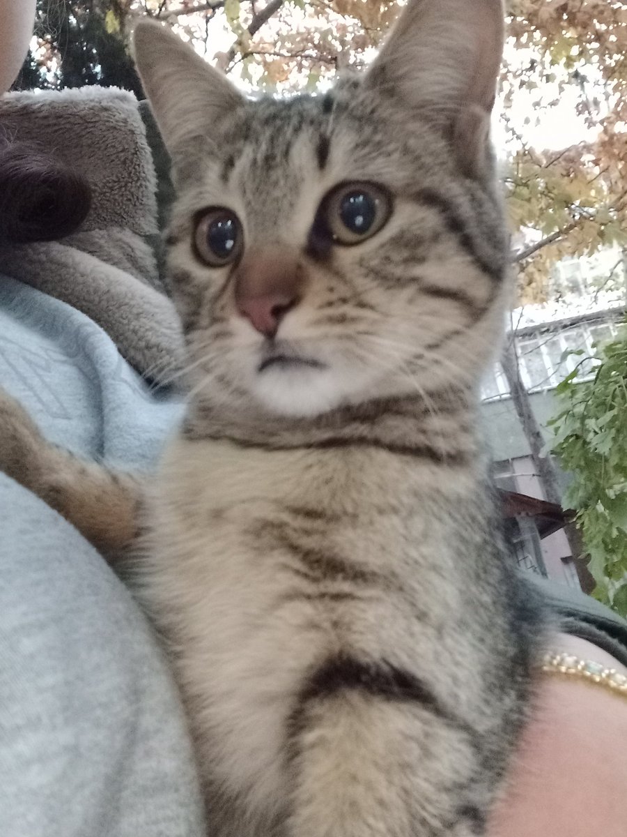 Sokakpatiisii's tweet photo. Doracığım❤️
Bu kıza uzun zamandır kaliteli bi yaş mama alamadım. Sayenizde kuru maması bi tık kaliteli ama yaş maması yok. Gourment  falan almıştık yine  göndermek isteyen olur mu acaba? https://t.co/cjNSBlTKLq