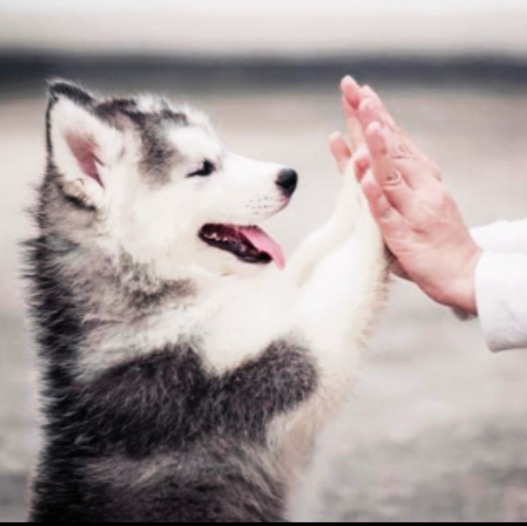 Dogs have given us their absolute all. We are the center of their universe. We are the focus of their love and faith and trust. They serve us in return for scraps. It is without a doubt the best deal man has ever made.....