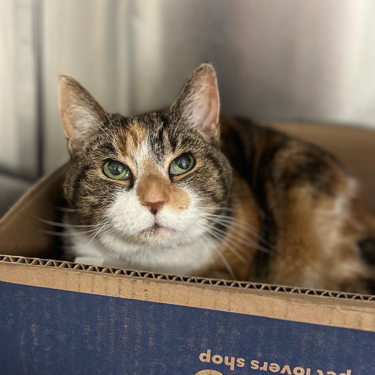 Providence_AC's tweet photo. Hey, did you know it’s #AdoptASeniorPetMonth?! It’s the purr-fect time to add a grateful companion to your family - like Zena.
This #ACCTtoPAC lady is looking for a home to retire to ❤️ at 19 years old. Come in to meet her soon if you’d like to give her a loving home! https://t.co/LDe8WvzFzi