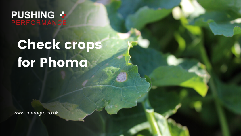 NichinoUK's tweet image. 📢 #Phoma leaf spot is now being seen in many areas of the UK - so if you drilled early or have some late drilled backward #OSR, now is a good time to be monitoring.

If you missed it, here's our latest advice to maximise protection👉 bit.ly/3TuN3Nw

#PushingPerformance