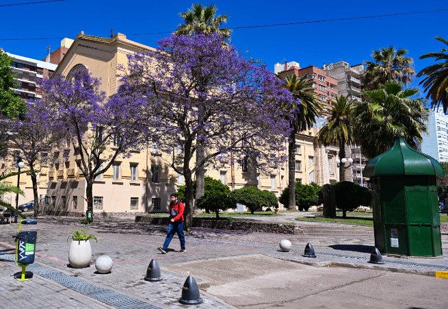 MunicipioBahia's tweet photo. Los jacarandás empezaron a florecer en Bahía, por unos meses nuestra ciudad se tiñe de violeta y nos regala estos hermosos paisajes 💜😊 https://t.co/Js8yl6COLp