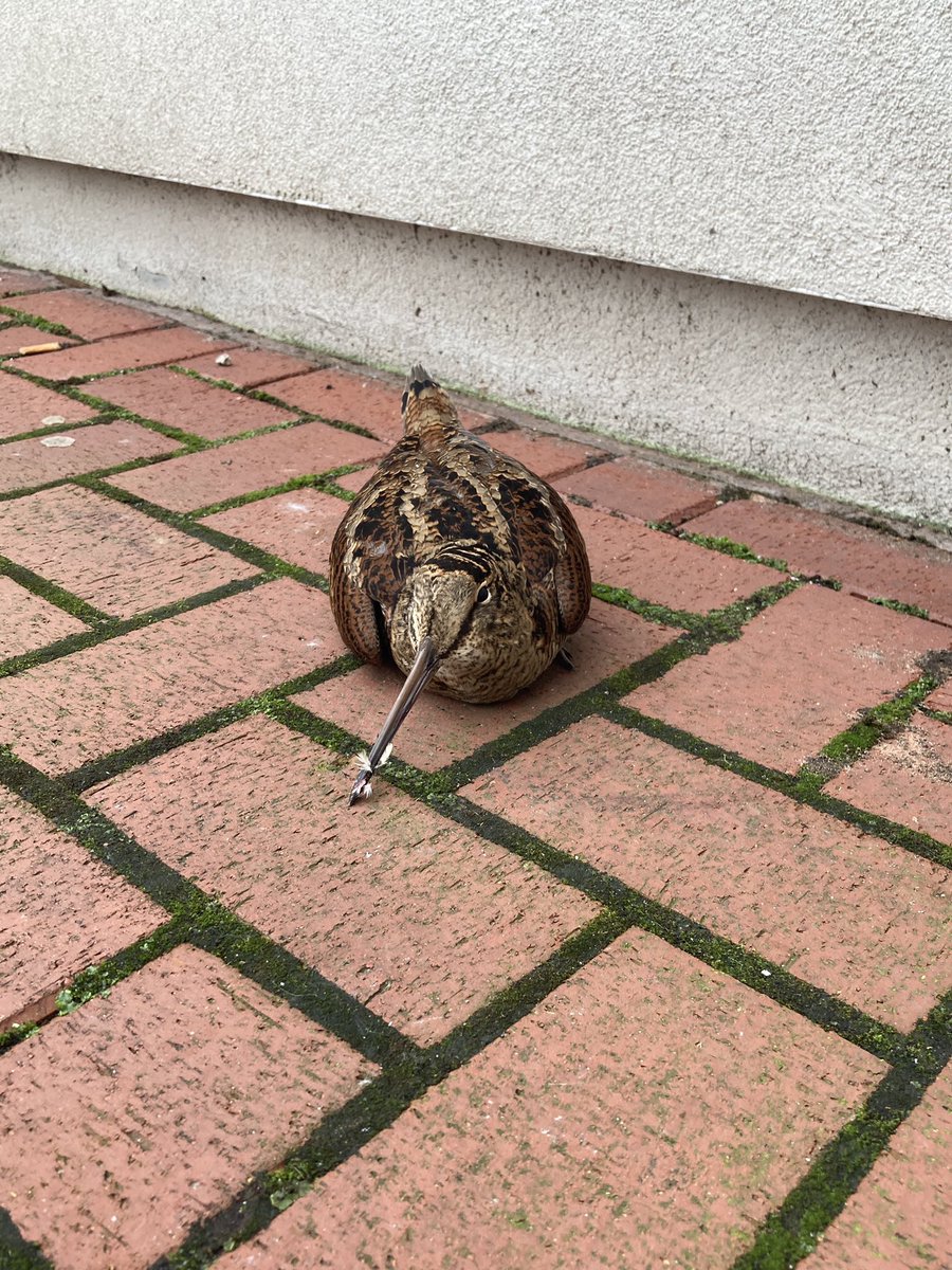 Didn’t expect to find a Woodcock outside the RVI this morning...

Looked like it had flown into a window, so found a box for it to sit in until it was collected and taken to Blyth Wildlife Rescue. Fingers crossed it makes a full recovery! 
#TwitterNatureCommunity