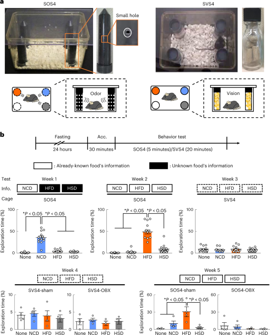 NatMetabolism's tweet photo. Online now! Food odor perception promotes systemic lipid utilization https://t.co/0r55dzZtKl https://t.co/eHn8nJO9qN