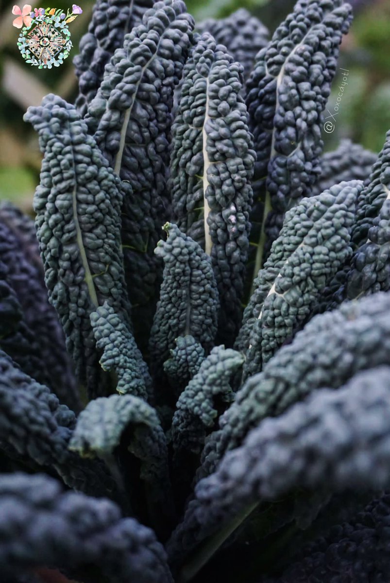 xoxocayotl's tweet photo. Esperamos comiencen este #LunesDeHojas con una sonrisa 🍉Bonito día para @LuzStellaCaRo 🍐 Alegres por ver lo bien que la pasan nuestros #Kale #Dinosaurio en este #Otoño 🍁Ya no se estresan tanto y resisten mejor las #Plagas 🪷Pronto les daremos cariño #Podando y #Abonándolas 🥦 https://t.co/N9pBYf3VGM