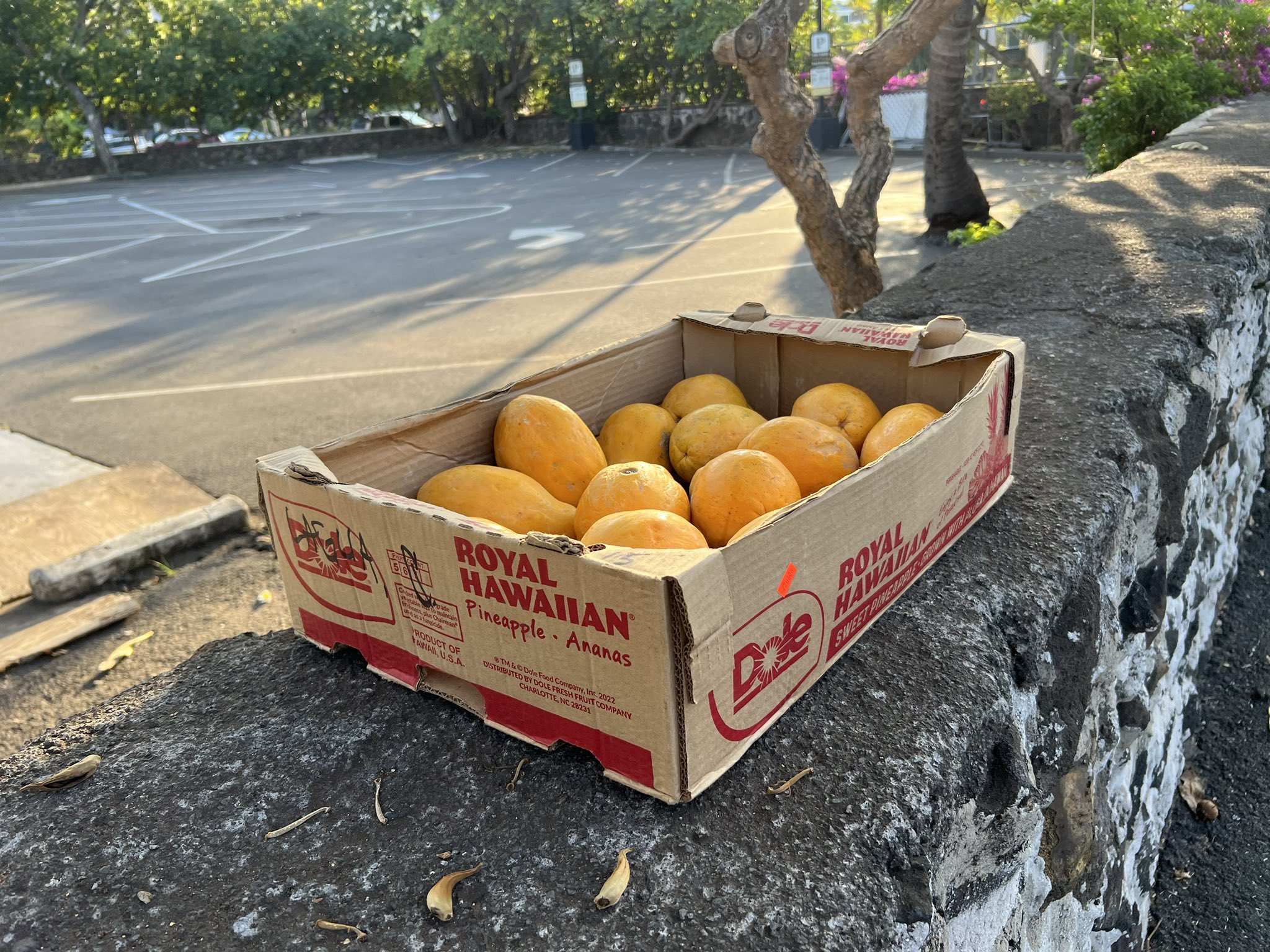 🤍 ️🤍 🇺🇦 Vic𓂿or on Twitter "Free papayas https//t.co/JGq3PM7GDY" / Twitter