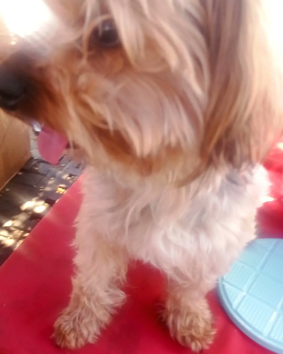 marysolvasquz's tweet photo. Perdido ,busco a sus dueños ,encontrado tipo 12 del dia , es pequeño,  no tiene chip  si no lo rescato ,lo atropellan , por favor difudan , deben estar buscandolo  #vegacentral #independencia ,#recoleta #santiago 
@miguelacuna13 
 @KathySalosny @XimenaAG70 https://t.co/ooBmDuJdgr