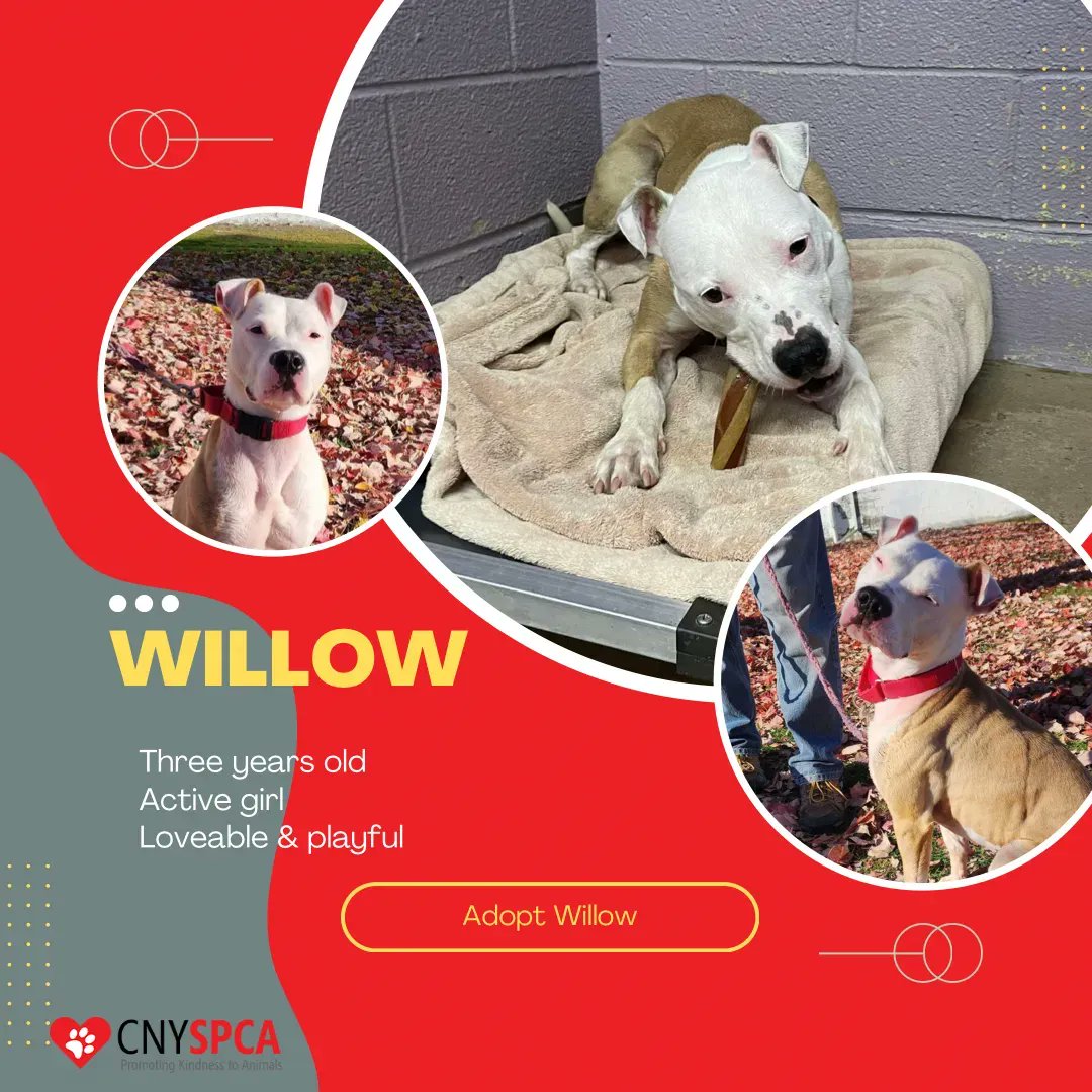 Central New York SPCA tweet media