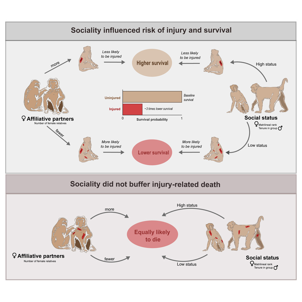 Really excited to share that our paper showing how sociality can mitigate risk of injury & thereby enhance survival in rhesus macaques is now out in @iScience_CP! 🙉 Led by the amazing @MeliSandalia. Check out the great 🧵 below, in English and Español!