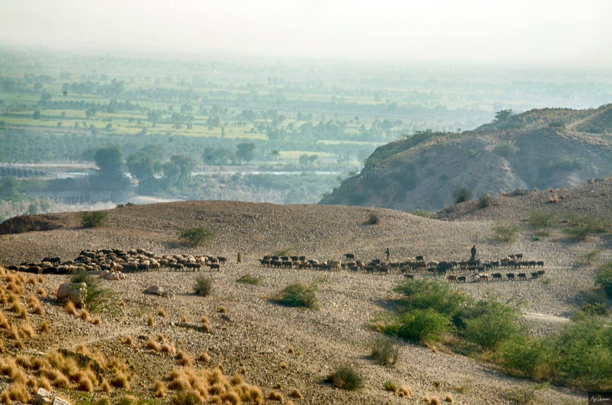 aliusman739's tweet image. On the way to #Bilot, a  historical landmark about 55 km from Dera Ismail Khan city on Chashma road. The ruins are situated on a hill and are easily viewable from the main road. Bilot is also famous for a Sufi shrine #2015archive