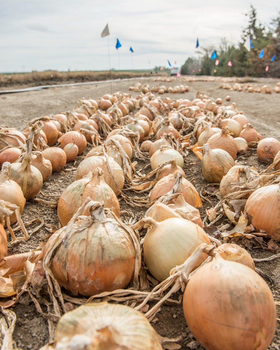 OSUAgSci's tweet image. OSU researchers are looking at reducing Salmonella risk for bulb #onions. This past year a #Salmonella Oranienburg outbreak linked to whole, fresh onions imported from Mexico sickened more than 1,000 consumers.

#FoodSafety 

foodsafetynews.com/2022/11/resear…