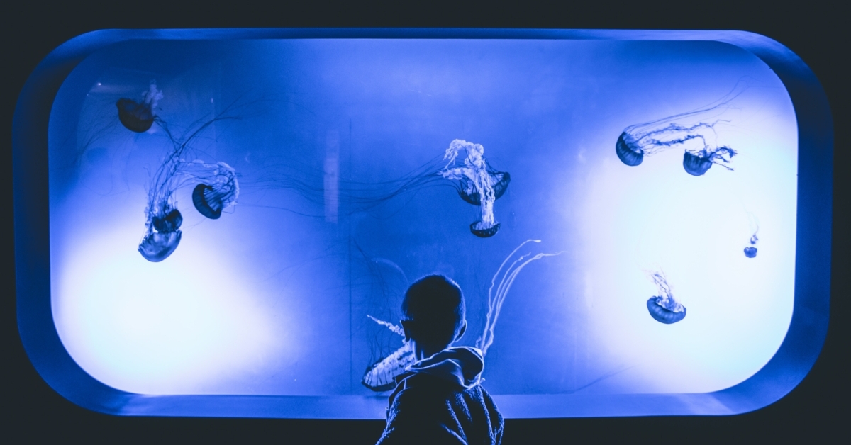HolidayinnBW's tweet photo. Need something to keep the kids occupied this holiday season? Take a trip to the Sea Life Minnesota Aquarium! While the kids are busy, you can get some last-minute gifts in the Mall of America too!  https://t.co/u0DRXWi9eI
#Bloomington #familyfun #holidays https://t.co/ZSr0FlM0CX