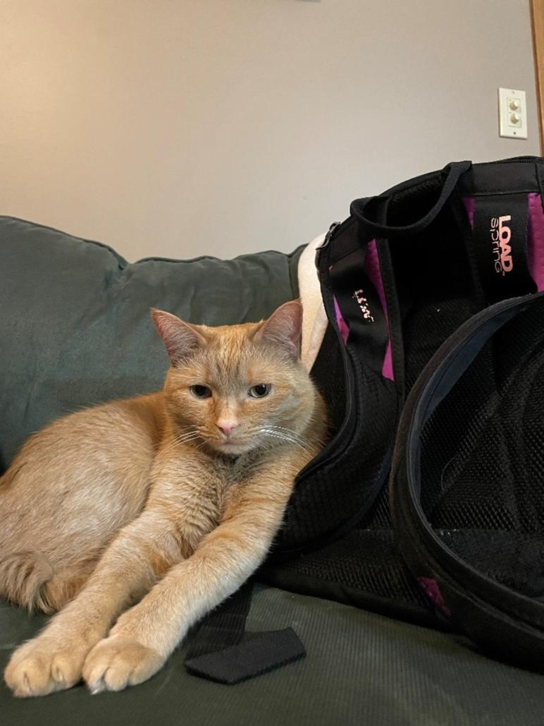 Tweet by Purdue Veterinary Medicine