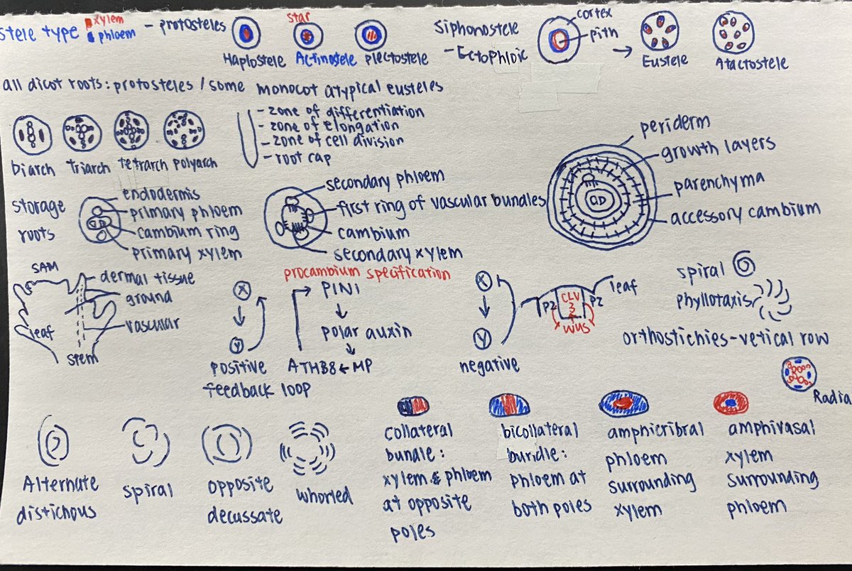 Midterm in Plant Developmental Anatomy while TAs on strike. Student notecards ( they can bring two) continue to amaze me