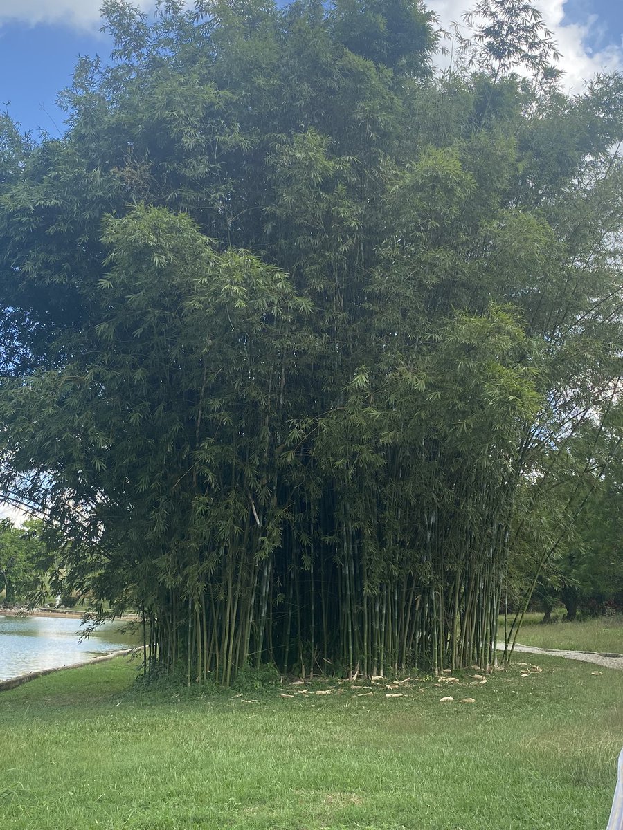 INBAR LAC (@inbarlac) on Twitter photo 🇨🇺 El🎋apoyará el desarrollo energético en Cuba al ser un recurso sostenible y presente en varias regiones del País. Reunión entre Telce González, <a href="/MINAGCuba/">Ministerio de la Agricultura de Cuba</a>, Pedro Henry, <a href="/CUBAINAF/">INAF</a>, Raquel Palacios, #GAF, Arturo Forteza, #MINAG y Pablo Jácome <a href="/inbarlac/">INBAR LAC</a> <a href="/embacuba_ecuad/">Embajada de Cuba en Ecuador</a> <a href="/AECID_es/">AECID</a> 🇨🇺 El🎋apoyará el desarrollo energético en Cuba al ser un recurso sostenible y presente en varias regiones del País. Reunión entre Telce González, <a href="/MINAGCuba/">Ministerio de la Agricultura de Cuba</a>, Pedro Henry, <a href="/CUBAINAF/">INAF</a>, Raquel Palacios, #GAF, Arturo Forteza, #MINAG y Pablo Jácome <a href="/inbarlac/">INBAR LAC</a> <a href="/embacuba_ecuad/">Embajada de Cuba en Ecuador</a> <a href="/AECID_es/">AECID</a>