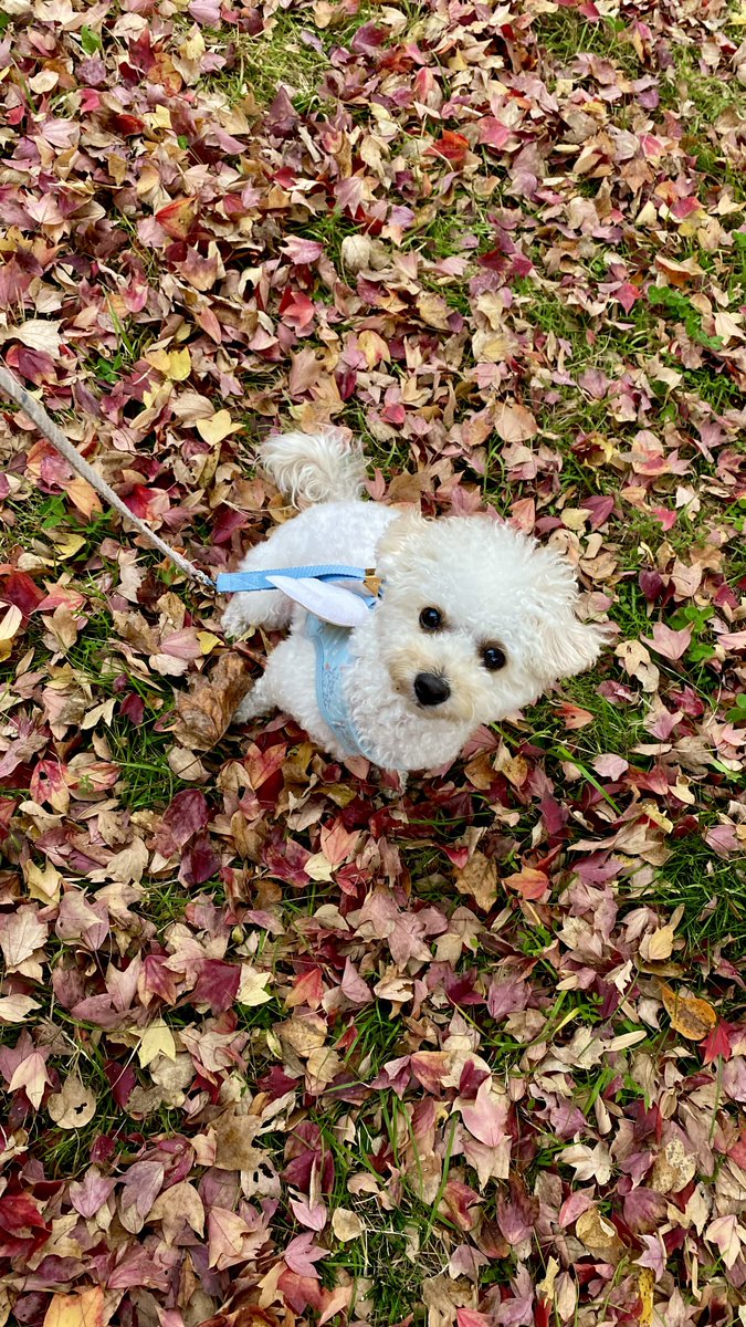 おはようございます😊
ご無沙汰しているうちに、季節はすっかり秋🍁に😂
今朝はあいにくの雨☔️と寒さで、ラテさんはねぼすけしてます💤

#ビションプー #トイプードル #ビションフリーゼ  #MIX犬 #犬のいる暮らし #犬好きさんと繋がりたい