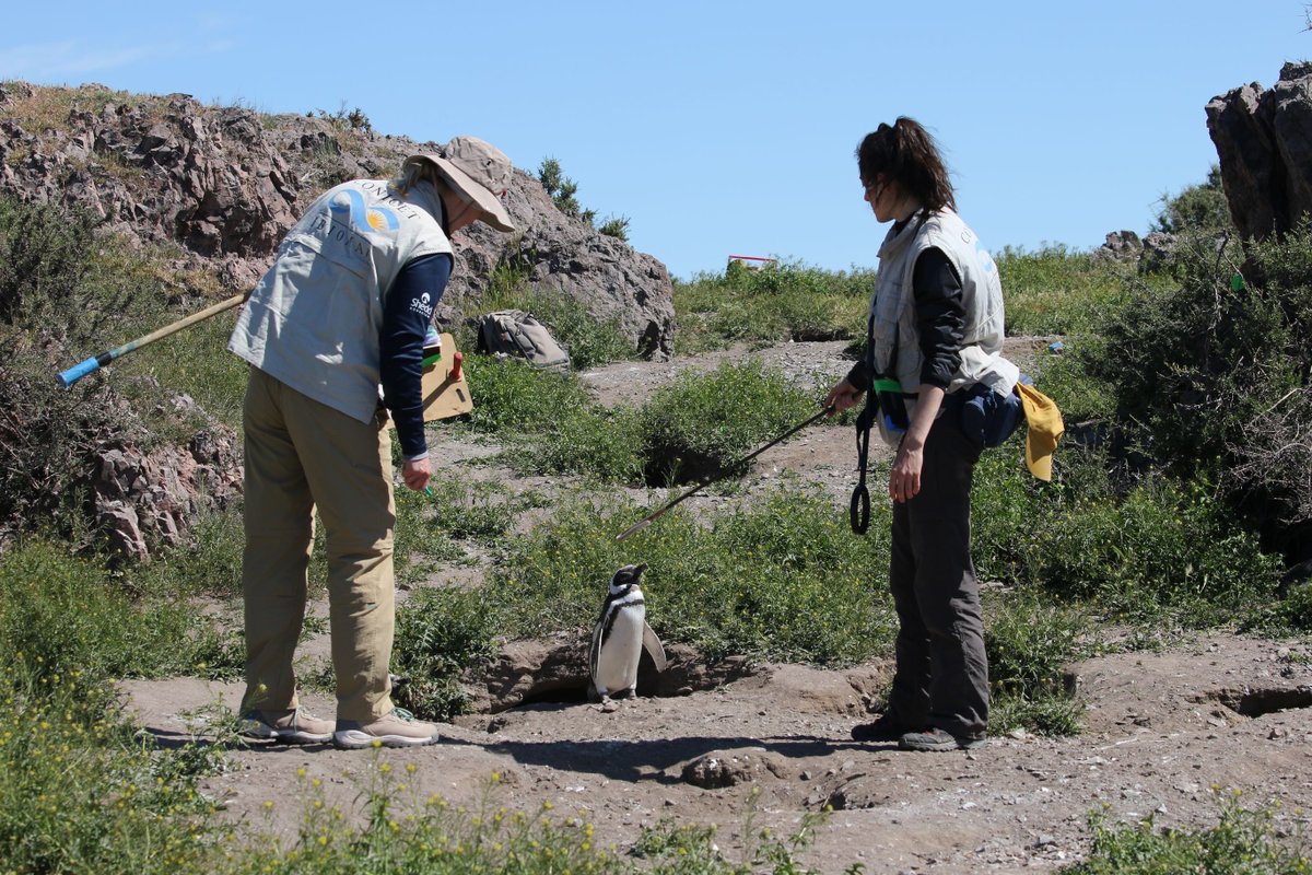 Karen C. Drayer Wildlife Health Center (WHC) (@whcucdavis) on Twitter photo New collab between our Latin America Program, <a href="/shedd_aquarium/">Shedd Aquarium</a>, & Argentina's CESIMAR-CONICET! Aims to understand wild #MagellanicPenguin diets to protect food sources and prepare for climate impacts. #penguins #conservation
whc.vetmed.ucdavis.edu/news/shedd-aqu… New collab between our Latin America Program, <a href="/shedd_aquarium/">Shedd Aquarium</a>, & Argentina's CESIMAR-CONICET! Aims to understand wild #MagellanicPenguin diets to protect food sources and prepare for climate impacts. #penguins #conservation
whc.vetmed.ucdavis.edu/news/shedd-aqu…