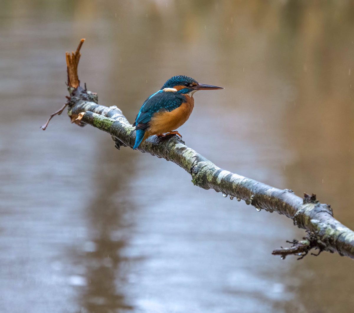 johnarthur12's tweet photo. At Kiltonga Nature Reserve, just outside Newtownards on a wet and miserable day but was happy to see this female Kingfisher. Wasn’t particularly bothered by me being there. #newtownards #kiltonga #ulsterwildlife https://t.co/DU3bNMwgds