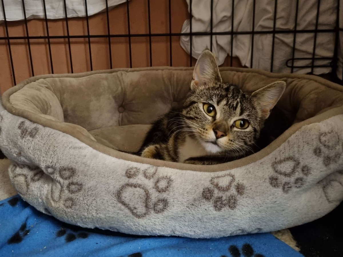 Khaine's Korner tweet media