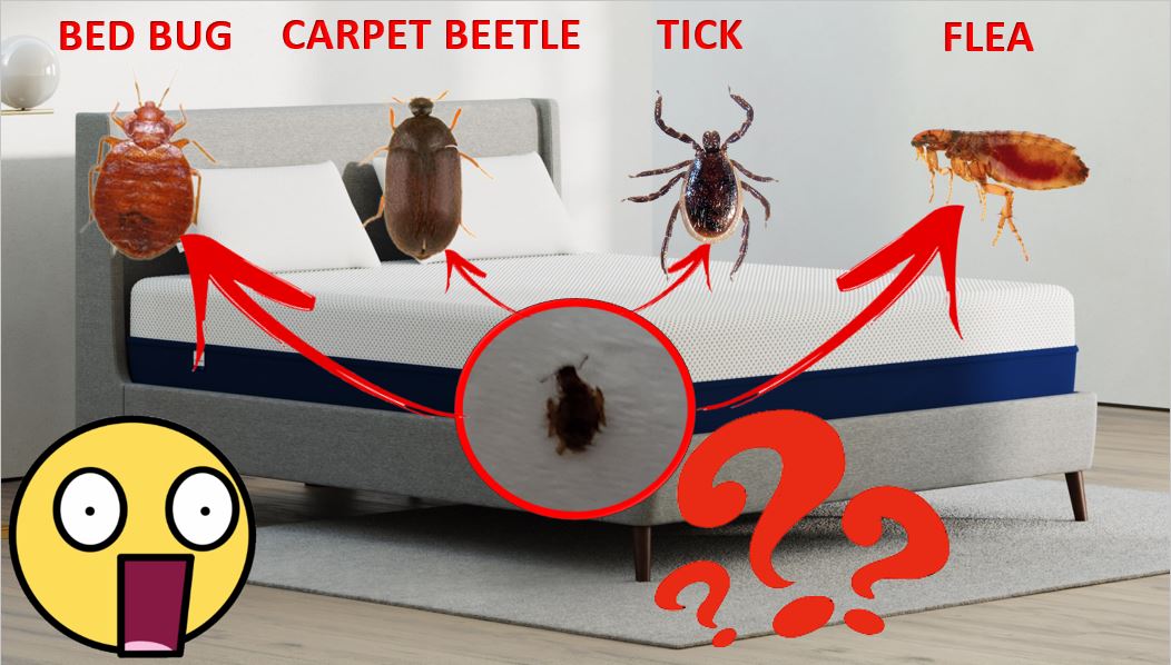 jayrulesworld's tweet photo. Yo! What type of insect is this?
▶️https://t.co/yH3FAcHjBM
#insect #bugs #bedbug #carpetbeetle #tick #flea #dustmites #infestation #scarybugs #roaches #lice #spider #bedroom #mattress #carpet #bloodsuckers #larvae #animals #dogs #cats #pets #buginfestation #parasite #youtube https://t.co/zz7EXq6TmU