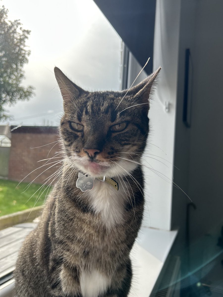 ScoobyySue's tweet photo. Happy 10th Birthday #LordTubbington #ourcat #catsoftwitter 🎉🎊🍗🐾🐾❤️🫶🏼 https://t.co/Ydhi1ZuReK