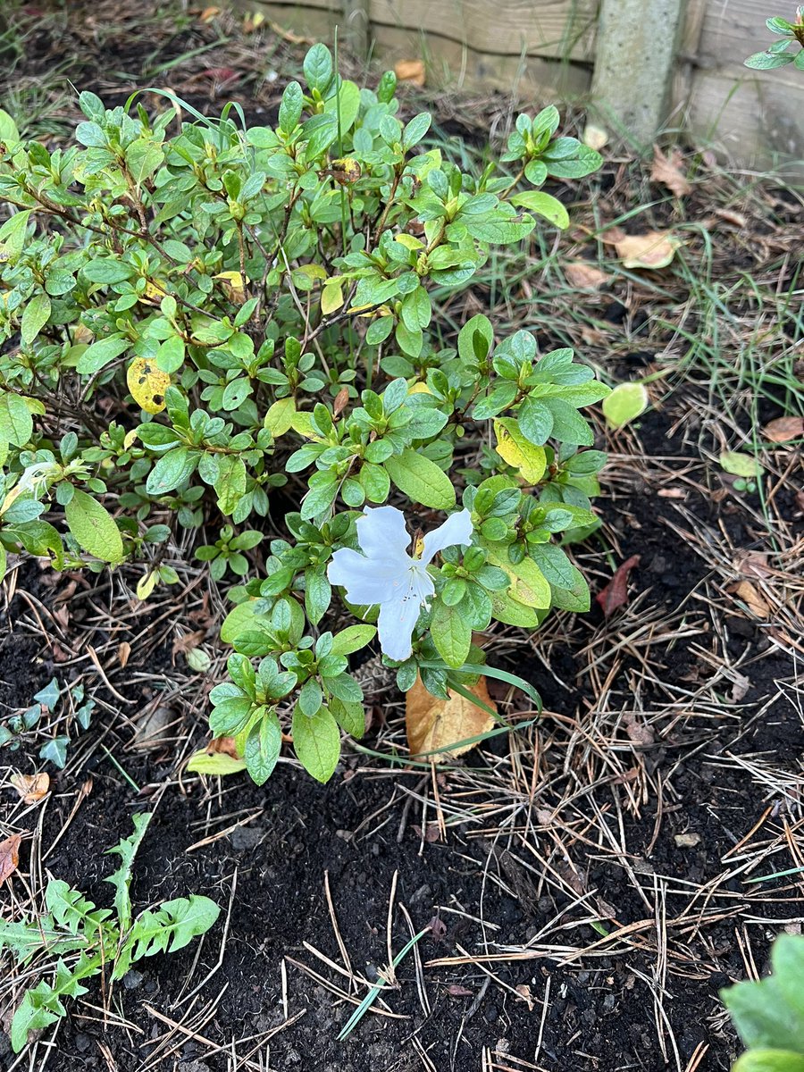 Reflecting on a weekend putting the garden and allotment to bed for the winter. Second week in November and picked ripe tomatoes, picked medlars two weeks later than usual and the azalea thinks it’s spring. Plants know things have changed.