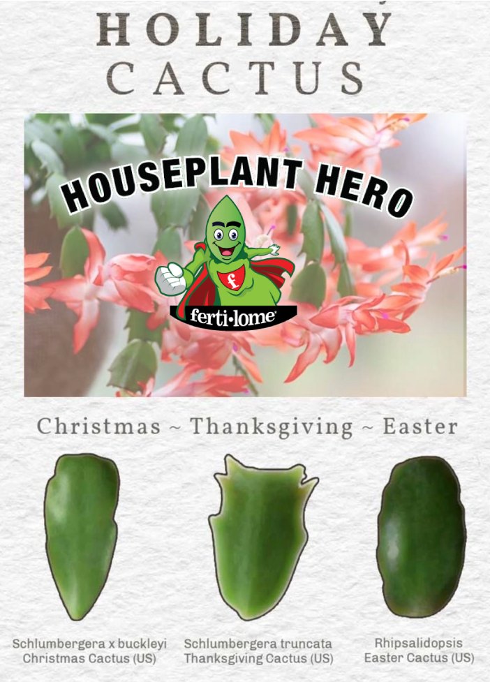 fertilome's tweet photo. Identify your holiday cactus by the shape of the leaves. And then make it MIGHTY with Houseplant Hero Succulent &amp; Cactus Food --> https://t.co/0pfzWmMRjB https://t.co/ugjIs4qFjV
