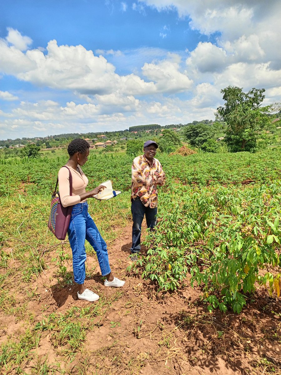 Doreen Ato Adera (@atoaderadoreen) on Twitter photo Learning about Cassava viruses, breeding, agronomy from the best <a href="/NARO_NaCRRI/">NARO-NaCRRI-Namulonge</a> <a href="/TomOmara8/">Tomz Omara</a> towards development of Crop Disease Diagnostic tools <a href="/Guluvarsitylabs/">Gulu University Multifunctional Research Labs</a> <a href="/GuluVarsity/">Gulu University</a> <a href="/RichardEchodu2/">@rechodu</a> <a href="/mist_science/">Ministry of Science, Technology and Innovation</a> Learning about Cassava viruses, breeding, agronomy from the best <a href="/NARO_NaCRRI/">NARO-NaCRRI-Namulonge</a> <a href="/TomOmara8/">Tomz Omara</a> towards development of Crop Disease Diagnostic tools <a href="/Guluvarsitylabs/">Gulu University Multifunctional Research Labs</a> <a href="/GuluVarsity/">Gulu University</a> <a href="/RichardEchodu2/">@rechodu</a> <a href="/mist_science/">Ministry of Science, Technology and Innovation</a>