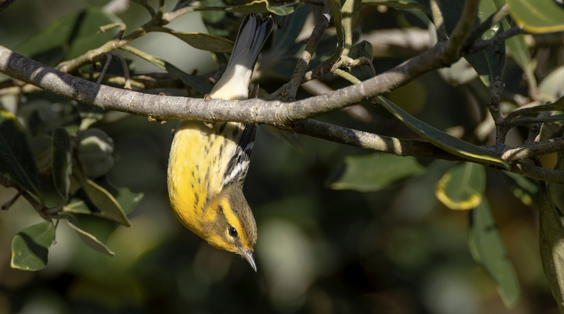 You'd be amazed at what the autumn winds can blow in! Take a look at these unusual and unexpected visitors, who might just find their way to the UK this November! @Natures_Voice #lovenature rspb.org.uk/our-work/rspb-…