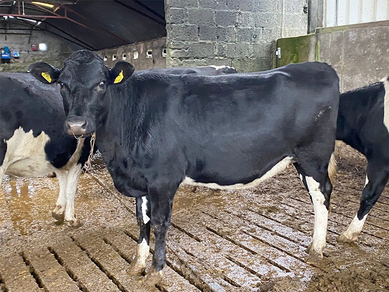 Grasstec Ltd on Twitter "Nice bunch of 27 Holstein Friesian incalf