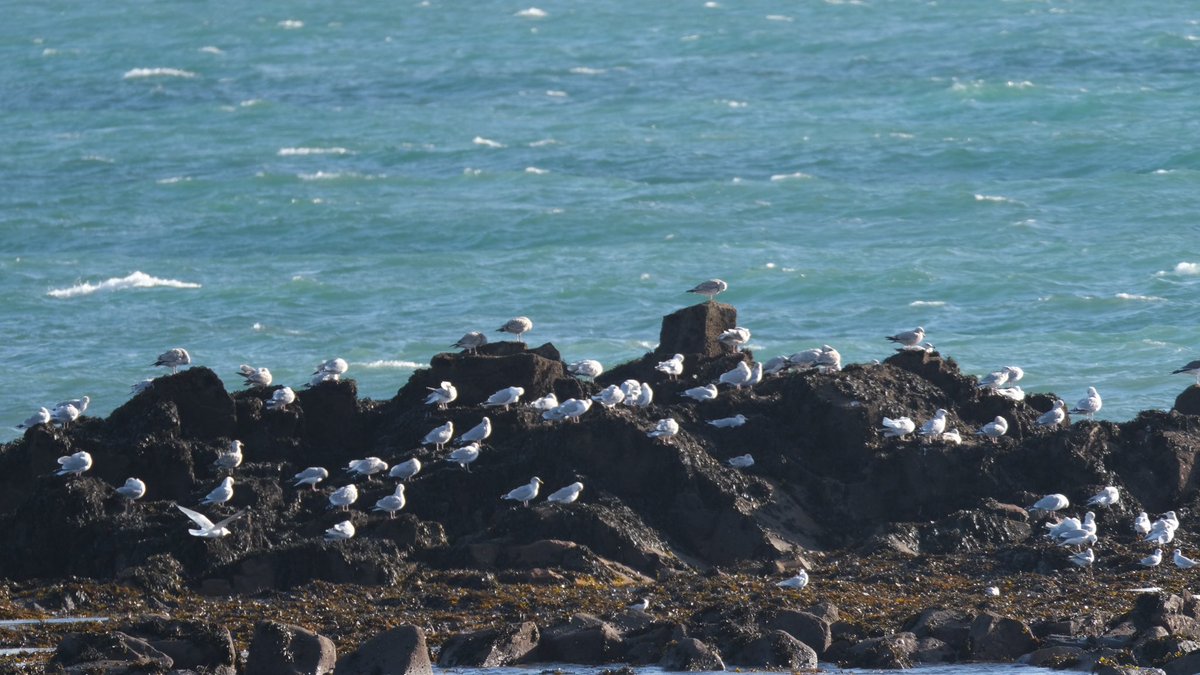 Lunchtime at #LongRock #Cornwall #Kernow <a href="/MetMattTaylor/">Matt Taylor</a> lovely day, slight chill to the strong breeze ! <a href="/BBCSpotlight/">BBC South West</a> <a href="/bbcweather/">BBC Weather</a> <a href="/BBCWthrWatchers/">BBC Weather Watchers</a> <a href="/StormHourMedia/">#StormHourMedia</a> <a href="/weatherbraine/">weatherbraine</a> <a href="/carolkirkwood/">Carol Kirkwood</a> <a href="/mybordercollie/">TB</a> <a href="/dogslovebeaches/">Cornish Dog Beaches</a> <a href="/weather_bee/">Bee</a> <a href="/KWTWeather/">Kernow Weather Team</a>