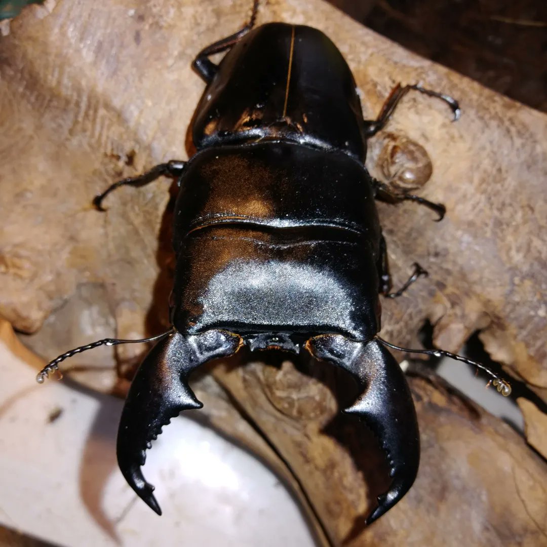 スマトラオオヒラタ 106㎜ 標本