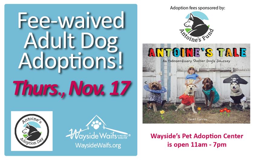 WaysideWaifs's tweet photo. In celebration of her new book, Antoine's Tale, author Janet Curran, Antoine, and their family will sponsor dog adoptions at 3 area shelters, including Wayside. Each shelter will have a different promo. We are so grateful to be included #antoinestale #adopt #rescue https://t.co/qSdAH6Mknc