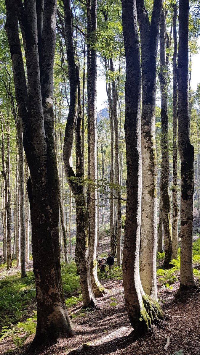ivan_drobnjak's tweet photo. "Crown shyness" - stidljivo drveće, fenomen poznat kod nekih vrsta drveća. Ovaj put fotografije jedne možda i najzanimljivije šume iz 🇲🇪 Mojan planina, granica sa Albanijom, dok smo tražili put da izađemo na katun Carine iz katuna Surdup
#KatuniCrneGore #Mojan #CrnomGorom #Komovi https://t.co/iClruGmHto
