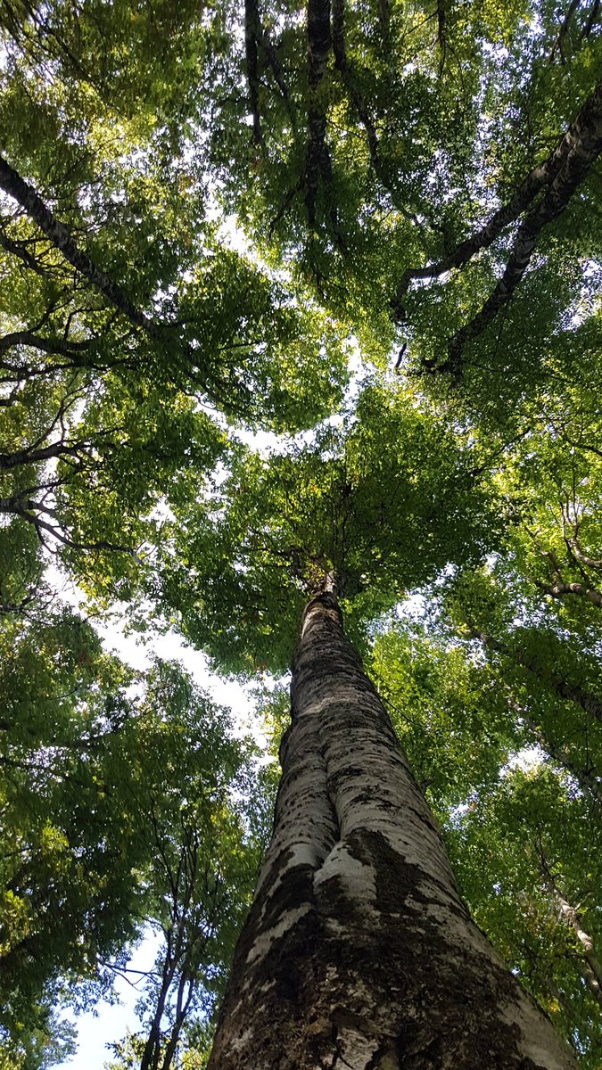 ivan_drobnjak's tweet photo. "Crown shyness" - stidljivo drveće, fenomen poznat kod nekih vrsta drveća. Ovaj put fotografije jedne možda i najzanimljivije šume iz 🇲🇪 Mojan planina, granica sa Albanijom, dok smo tražili put da izađemo na katun Carine iz katuna Surdup
#KatuniCrneGore #Mojan #CrnomGorom #Komovi https://t.co/iClruGmHto