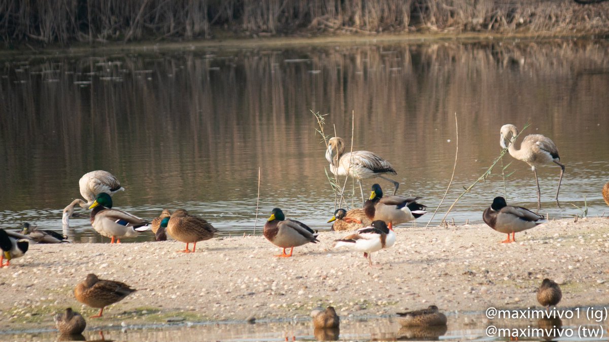MaximVivo's tweet photo. Uns flamencs juvenils entre ànecs collverd i un ànec blanc.
#birdphotography
#birdwatching
#collverd
#anecblanc
#flamencs
#albuferadevalencia https://t.co/EW0JE2KQeW