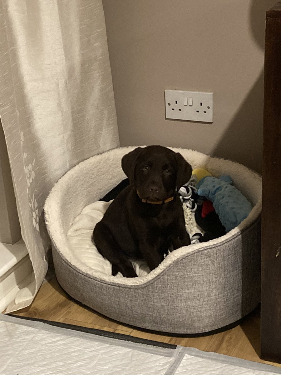 Didn't we just get the most adorable baby ❤️🐕😩 #scooby #doggo