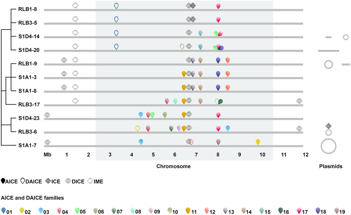 INRAE_MaIAGE's tweet photo. Glad to share this new paper from our lab: "Prevalence and mobility of integrative and conjugative elements within a Streptomyces natural population". Out in Frontiers In Microbiology. DOI: https://t.co/4GU1FBD36W @JuuLao https://t.co/bmFgfJ90CD