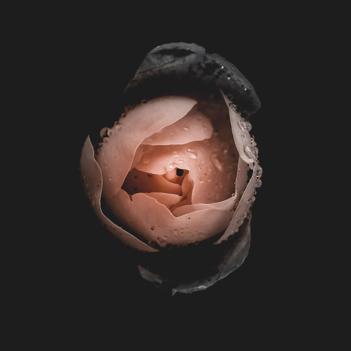 Reveal Records tweet media