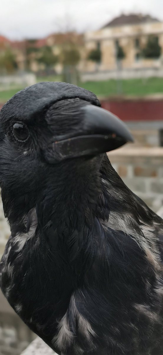 city_crows's tweet photo. Good Evening.

Piu von Schönbrunn, The World Heritage Crow, Vienna's most famous #Crow_personality

Of course nominated again  for the #crowoftheyear award. https://t.co/wUDQ7jYw92