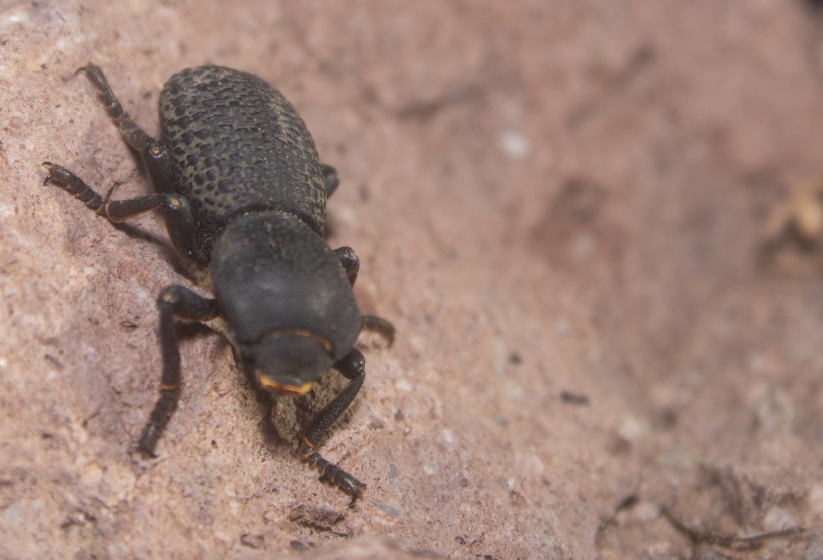 TomeoftheAbsurd's tweet photo. Entry #984554
Zopherus tristis
These beetles, part of a subfamily called the ironclad beetles, roam the floor at night in search of food, feasting on fungus growing on rotten or decaying wood. #wildlifephotography #photography#macro #macrophotography #bug #insect #beetle https://t.co/ke6orTYsUU