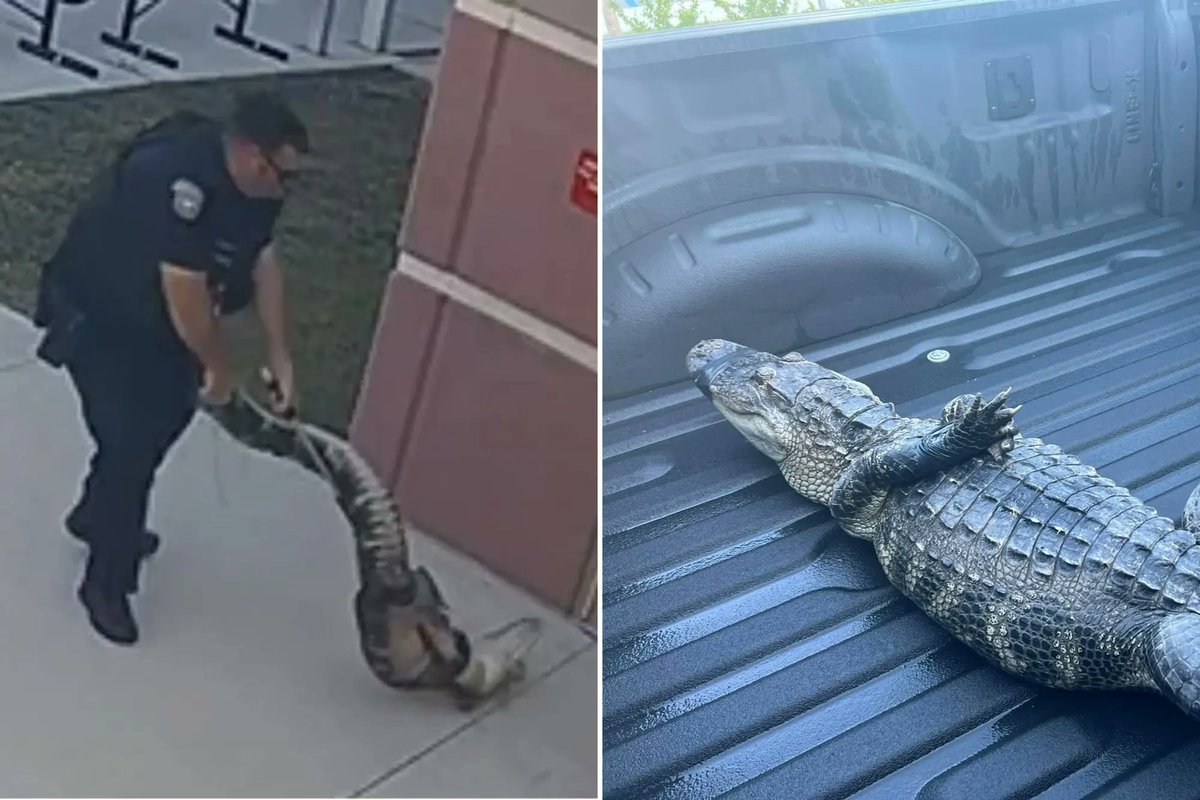 FREE HIM