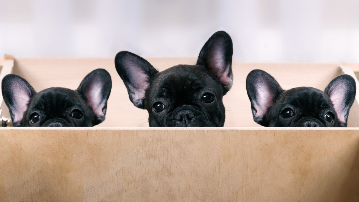 MissouriVMA's tweet photo. DYK: All puppies are born deaf. Though as they get older, they can hear 4 times better than humans can. 👂🐶 #AnimalFunFacts #Dogfacts https://t.co/Q7dgeapvu3