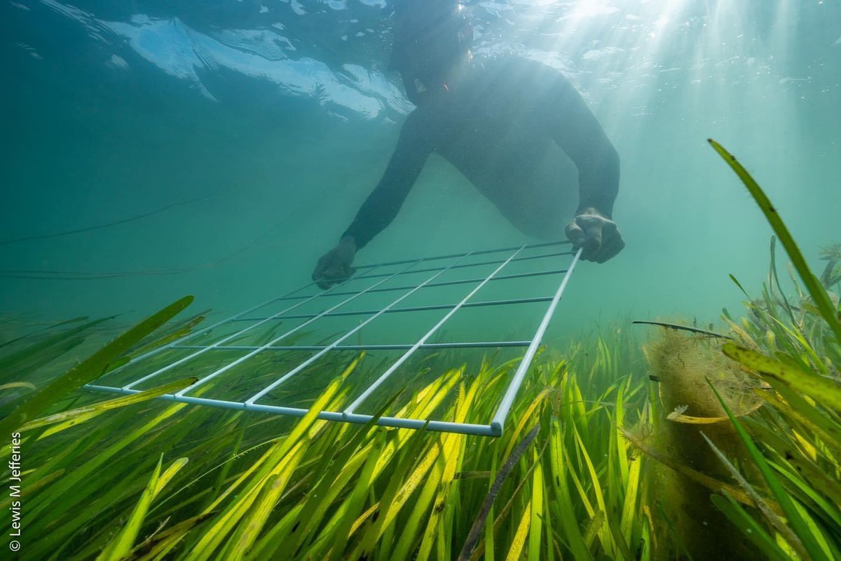 Tickets available for our seagrass seminar with @RJLilley from <a href="/ProjectSeagrass/">Project Seagrass</a> and Associate Professor Dr. Alastair Lyndon <a href="/HeriotWattUni/">Heriot-Watt University</a> 🌱🌊 theecologycentre.org/event-details/…