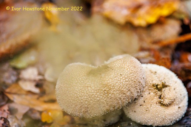 Despite the murky weather, we had an enjoyable walk at Trent Park yesterday. 32 bird  species seen and a puffball!! Thanks to Ivor for the photos.